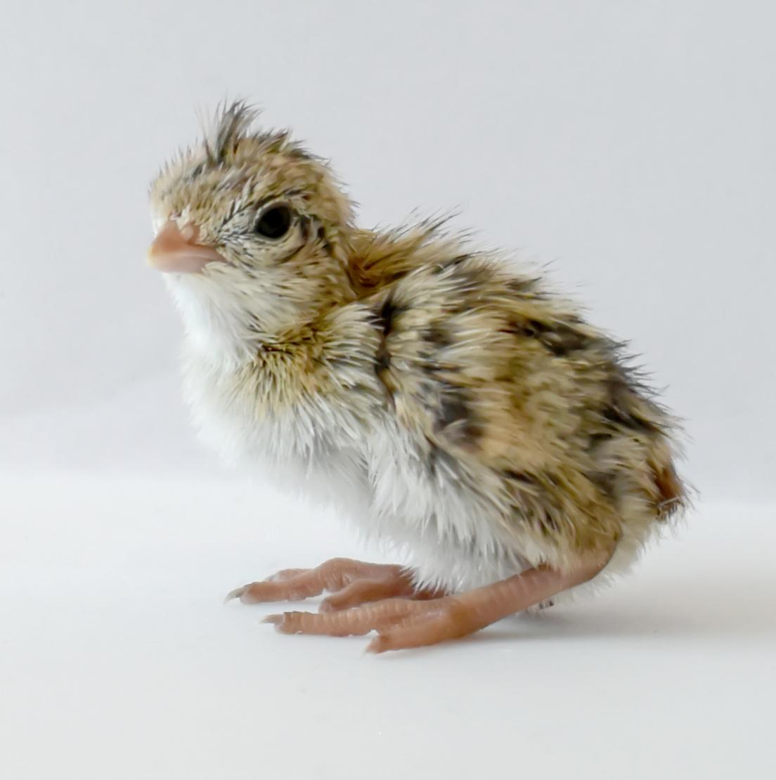 A quail chick