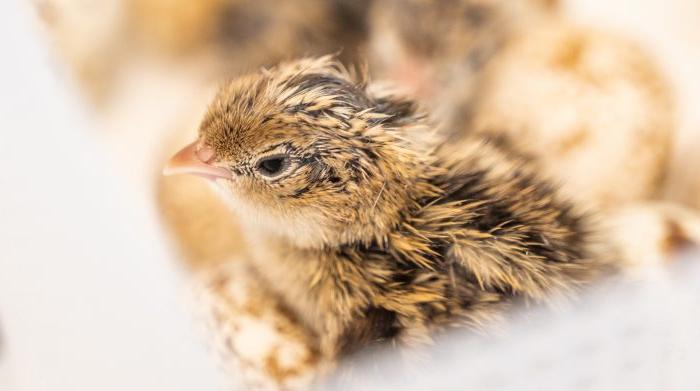 A quail emerges from its shell.